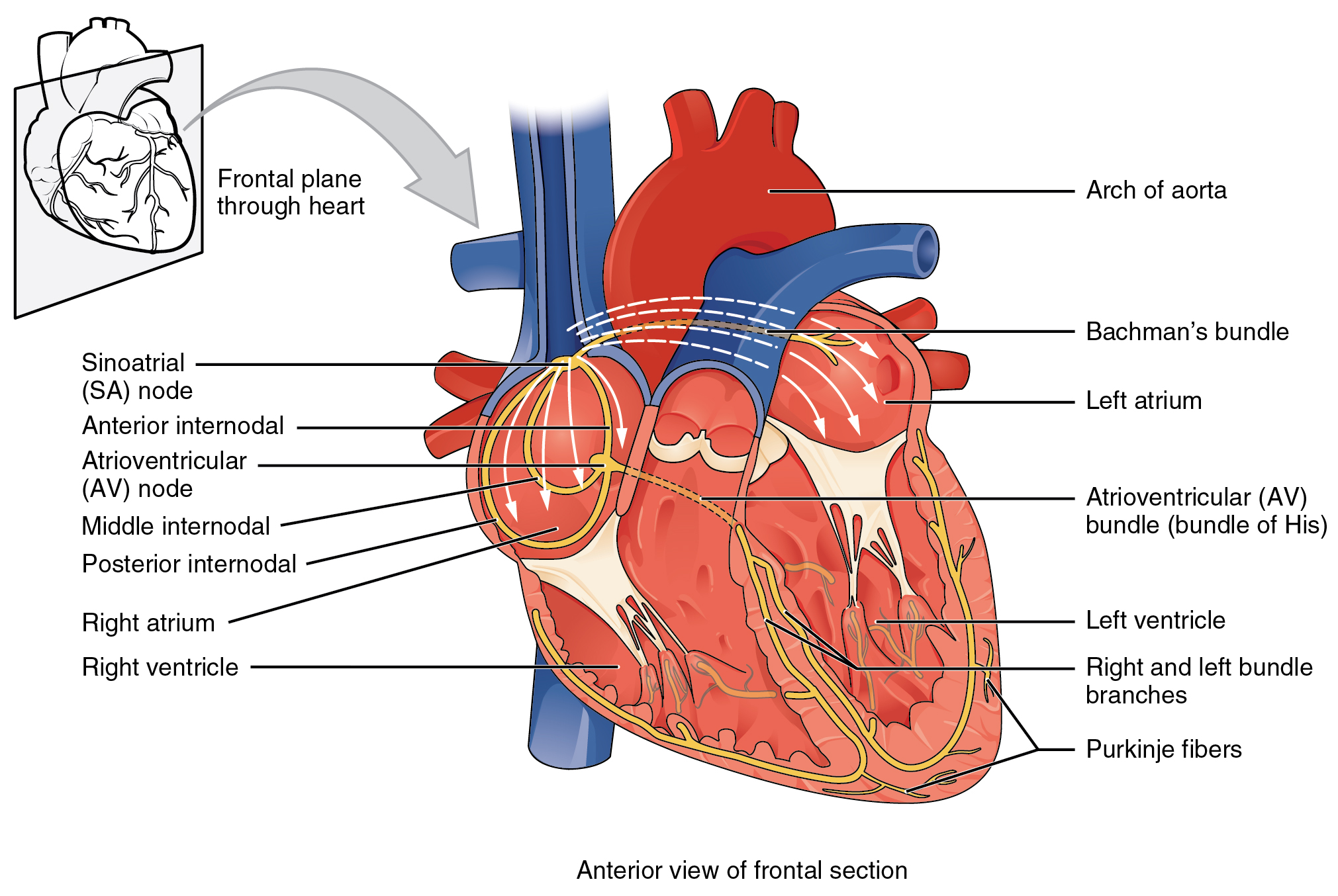 cardiac conduction system and its relationship with ecg